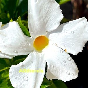 It’s Spring and almost Summer!!! 🐬🏝️🐠